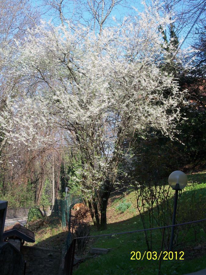 B&B I Ghiri Bergamo Esterno foto