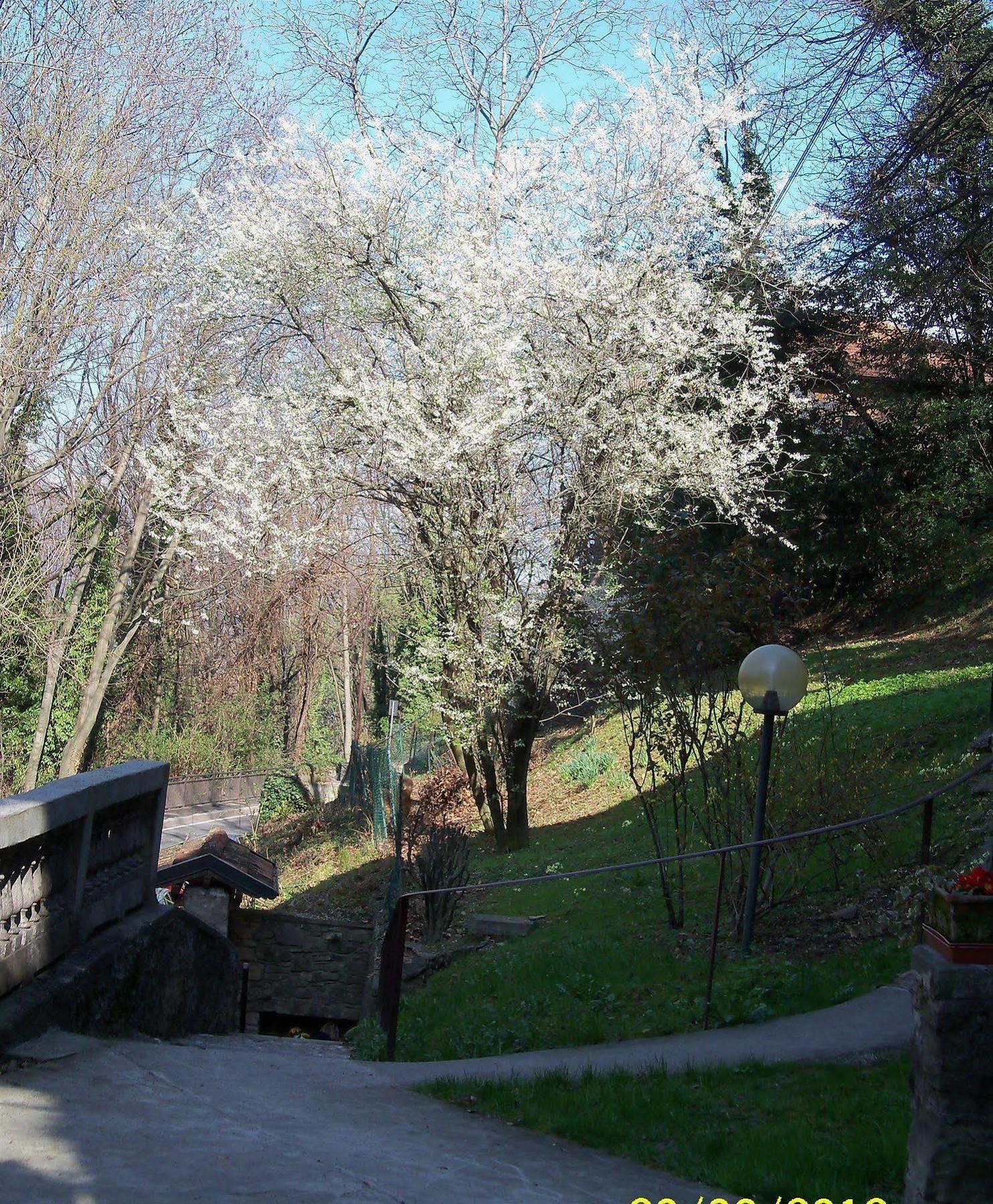 B&B I Ghiri Bergamo Esterno foto